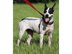 Monday, Terrier (unknown Type, Medium) For Adoption In Fort Myers, Florida