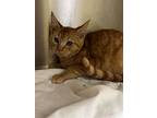 Tang, Domestic Shorthair For Adoption In Lagrange, Indiana