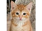 Pumpkin, Domestic Mediumhair For Adoption In Napa, California