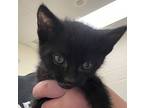 Whisper, Domestic Mediumhair For Adoption In Napa, California