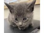 Smokey, Domestic Mediumhair For Adoption In Napa, California