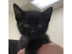 Montaque (monty), Domestic Mediumhair For Adoption In Napa, California