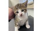 Oliver, Domestic Mediumhair For Adoption In Napa, California