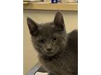 Hamlet, Domestic Mediumhair For Adoption In Napa, California