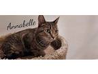 Annabelle, Domestic Shorthair For Adoption In Naugatuck, Connecticut