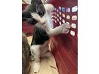 Jack, Domestic Shorthair For Adoption In Napa, California