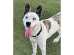 Baby, American Pit Bull Terrier For Adoption In San Diego, California