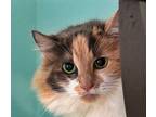 Addie, Calico For Adoption In Holland, Michigan