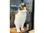 Diana, Domestic Shorthair For Adoption In Holland, Michigan