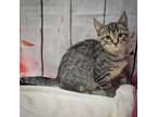 Maya, Domestic Shorthair For Adoption In Huntley, Illinois