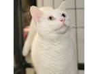 Casper, Domestic Shorthair For Adoption In Holland, Michigan