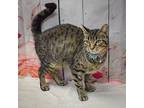 Aurora, Domestic Shorthair For Adoption In Huntley, Illinois