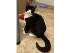 Queso, Domestic Shorthair For Adoption In Surrey, British Columbia