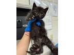 Clara, Domestic Shorthair For Adoption In Fruit Heights, Utah