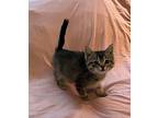 Cherry, Domestic Shorthair For Adoption In Fruit Heights, Utah