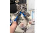 Carry, Domestic Shorthair For Adoption In Fruit Heights, Utah