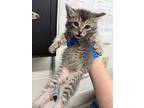 Callie, Domestic Mediumhair For Adoption In Fruit Heights, Utah