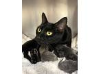 Curry, Domestic Shorthair For Adoption In Fruit Heights, Utah