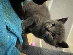 Gobi, Domestic Shorthair For Adoption In Fruit Heights, Utah