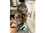 Mango Loco, Domestic Shorthair For Adoption In Fruit Heights, Utah