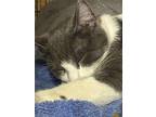 Cogan, Domestic Shorthair For Adoption In Virginia Beach, Virginia