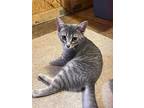 Dolly, Domestic Shorthair For Adoption In Virginia Beach, Virginia