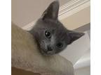 Gray Kevin (aka Clarence), Domestic Shorthair For Adoption In Virginia Beach
