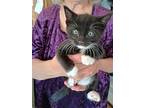 Toodles, Domestic Shorthair For Adoption In Fruit Heights, Utah