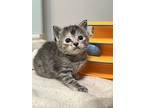 Aussie Lemonade, Domestic Shorthair For Adoption In Fruit Heights, Utah
