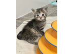 Ultra Rosa, Domestic Shorthair For Adoption In Fruit Heights, Utah