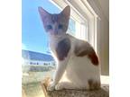 Orange Kevin (aka Julius), Domestic Shorthair For Adoption In Virginia Beach