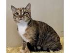 Succotash, Domestic Shorthair For Adoption In Virginia Beach, Virginia