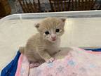 Brightbill, Domestic Shorthair For Adoption In Fruit Heights, Utah