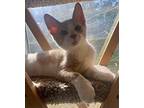 Buff Kevin (aka Jimmy), Domestic Shorthair For Adoption In Virginia Beach