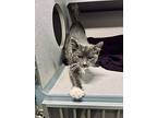 Toothpick, Domestic Shorthair For Adoption In Fruit Heights, Utah
