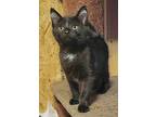 Creed, Domestic Shorthair For Adoption In Virginia Beach, Virginia