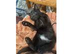 Robert (aka John Jr), Domestic Shorthair For Adoption In Virginia Beach
