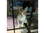 League, Domestic Shorthair For Adoption In Fruit Heights, Utah