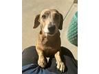 Abigail Grey, Dachshund For Adoption In Chandler, Arizona
