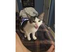 Layla, Domestic Shorthair For Adoption In Spring Hill, Florida
