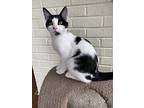 Rocky, Domestic Shorthair For Adoption In Youngsville, North Carolina