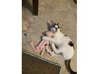 Sasha, Domestic Shorthair For Adoption In Spring Hill, Florida
