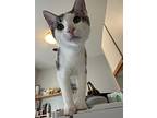 Ramses, Domestic Shorthair For Adoption In Mississauga, Ontario, Ontario