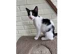 Mercedes, Domestic Shorthair For Adoption In Youngsville, North Carolina