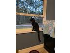 Artemis, Domestic Shorthair For Adoption In Spring Hill, Florida