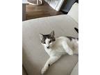 Pharaoh, Domestic Shorthair For Adoption In Mississauga, Ontario, Ontario