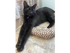 Freddy, Domestic Shorthair For Adoption In Lewistown, Pennsylvania