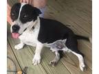 Shorty Martin, Labrador Retriever For Adoption In San Antonio, Texas