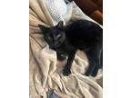Ragnar B, Domestic Shorthair For Adoption In Evergreen, Colorado