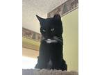 Henry, Domestic Shorthair For Adoption In Evergreen, Colorado